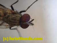 /home//u458753944/public_html/sourcegallery////////////////Insects and small critters/flies (Diptera)/P4250165.JPG
